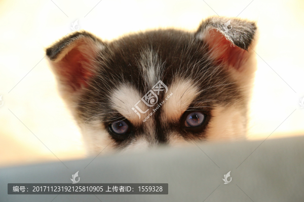 哈士奇