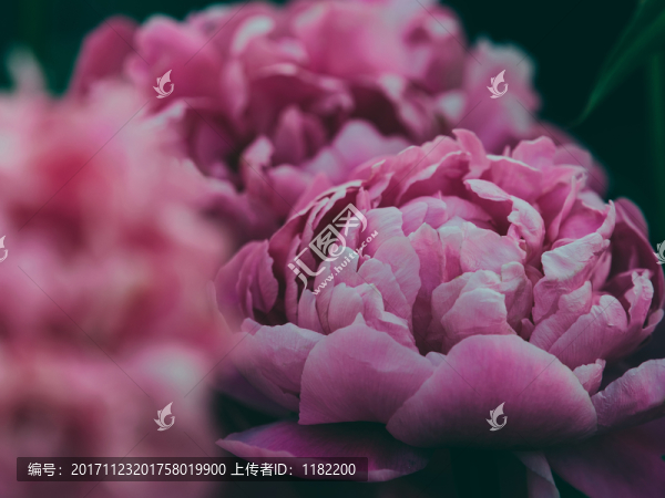 牡丹花