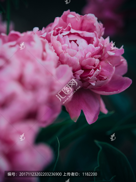 牡丹