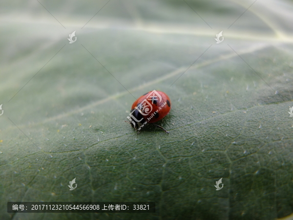 七星瓢蟲