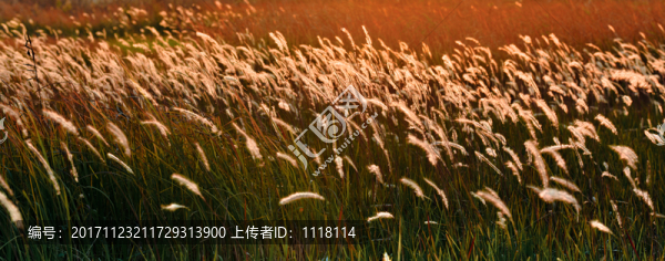 狗尾草背景