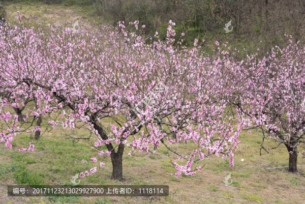 梅花