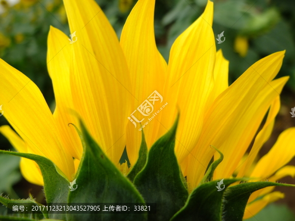 向日葵花瓣