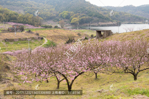 梅花