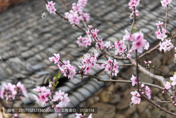 梅花