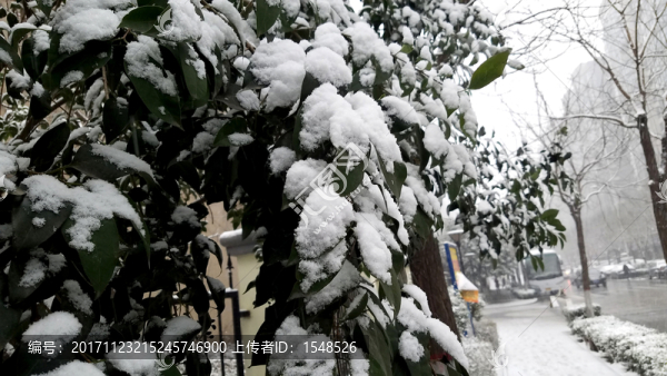 落雪樹(shù)葉