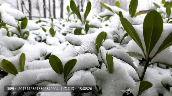落雪樹葉