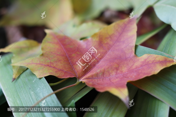 紅葉