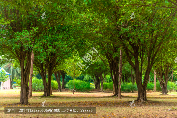 樹(shù)林背景