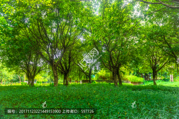 綠樹林