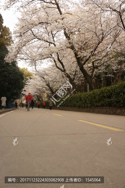 櫻花,武漢大學(xué),櫻花大道,攝影