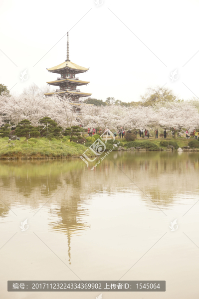 櫻花,東湖櫻園,武漢,風(fēng)景攝影