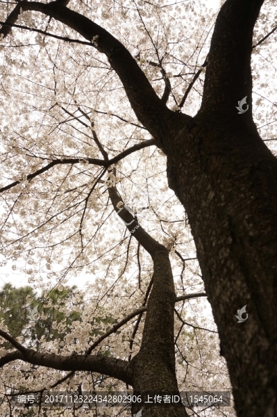櫻花,東湖櫻園,武漢,風(fēng)景攝影