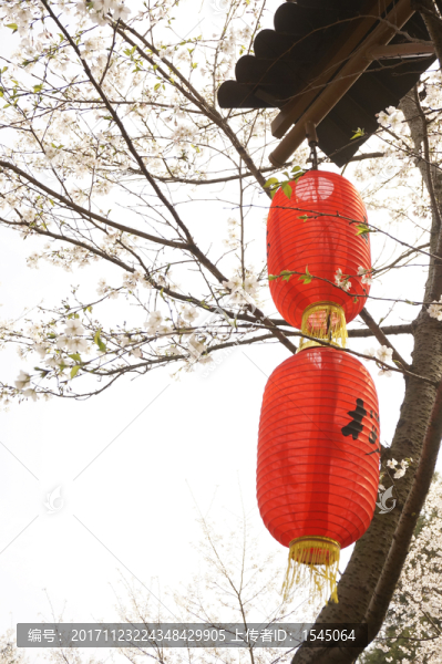 櫻花,東湖櫻園,武漢,攝影