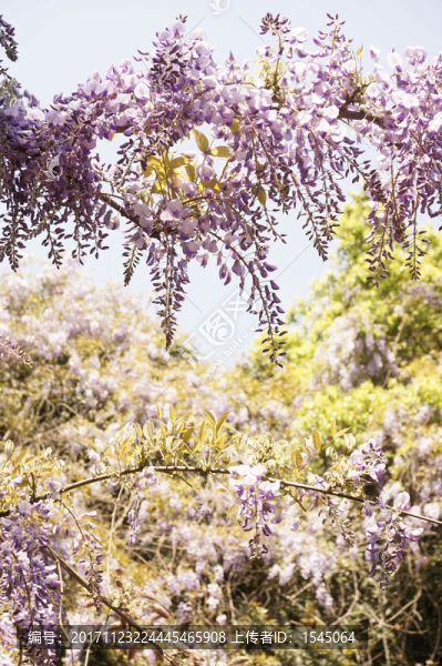 紫藤,微距,高清,攝影