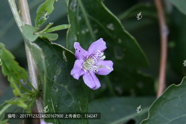 紫色小花