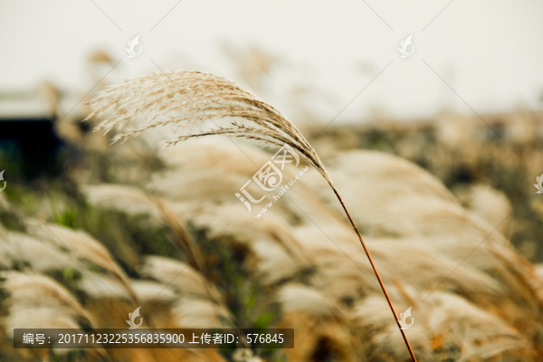 蘆葦背景
