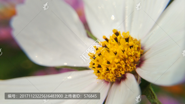 格?；? title=