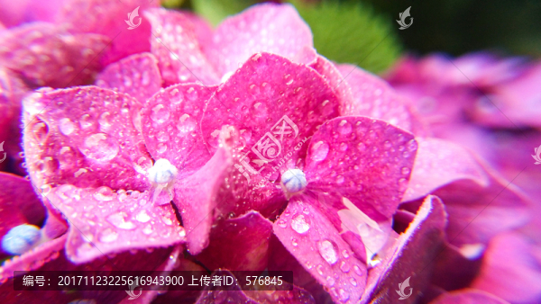 繡球花