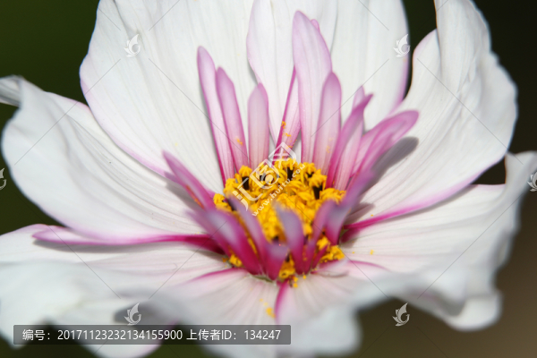 白色花朵紫色花蕊