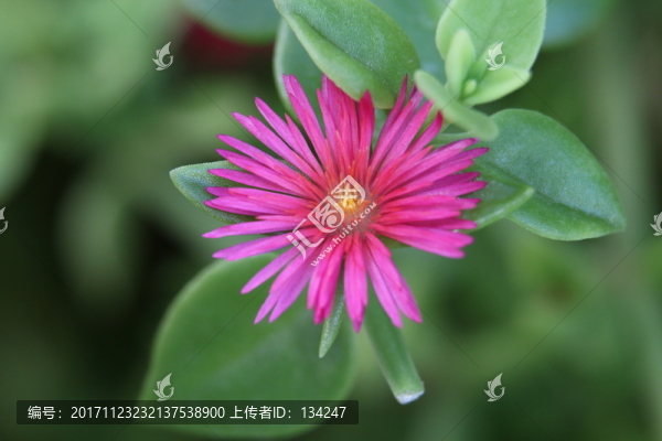 紫色小花