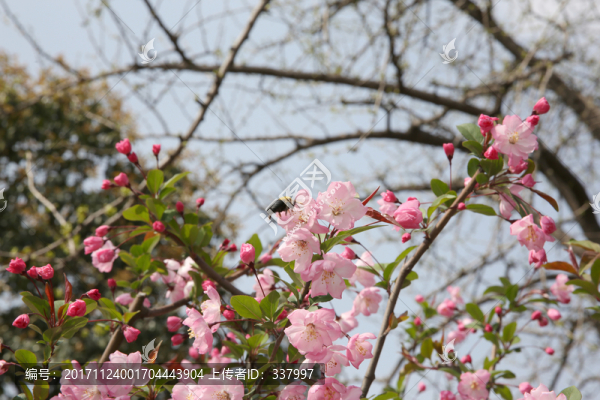 海棠花9