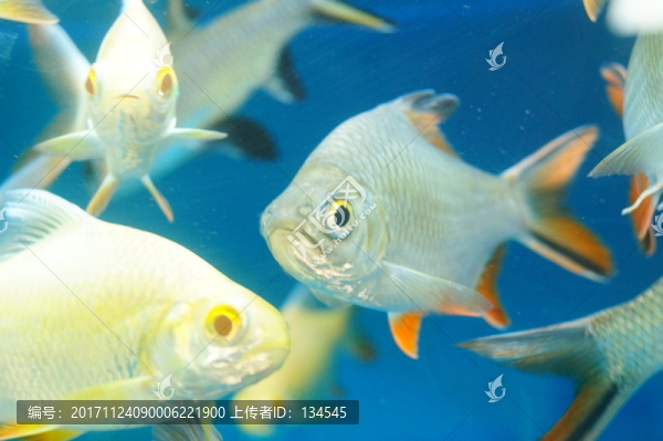 雙線鯽魚