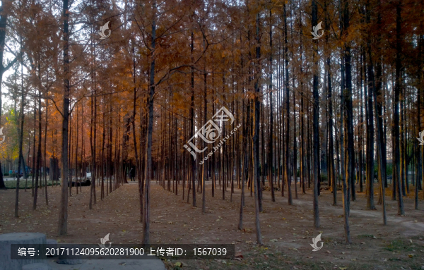 疏林斜陽(yáng)