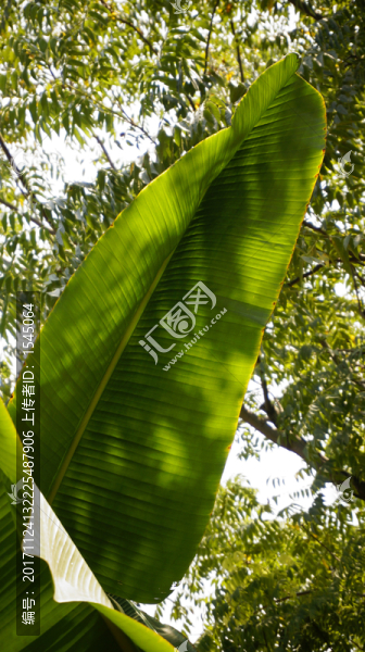 芭蕉,樹葉,綠葉,攝影