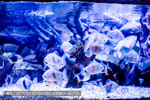 海底世界,魚群,魚缸