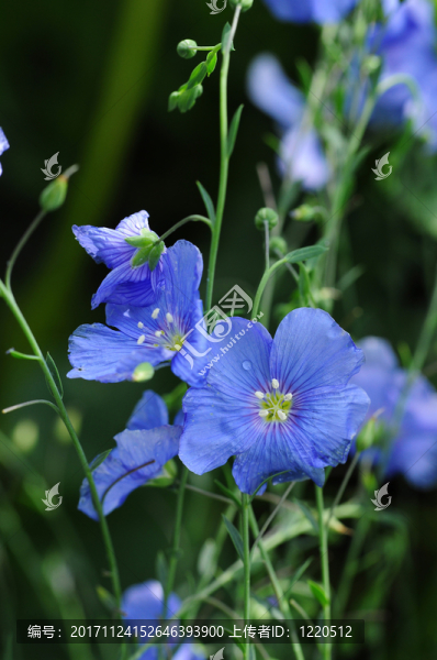 野胡麻花
