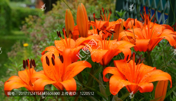 花園