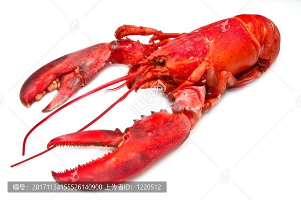 食物