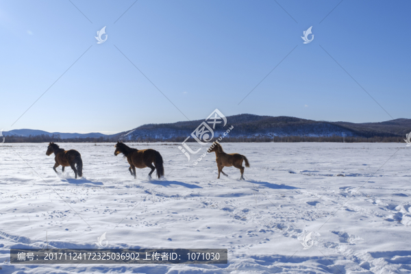 雪原馬群