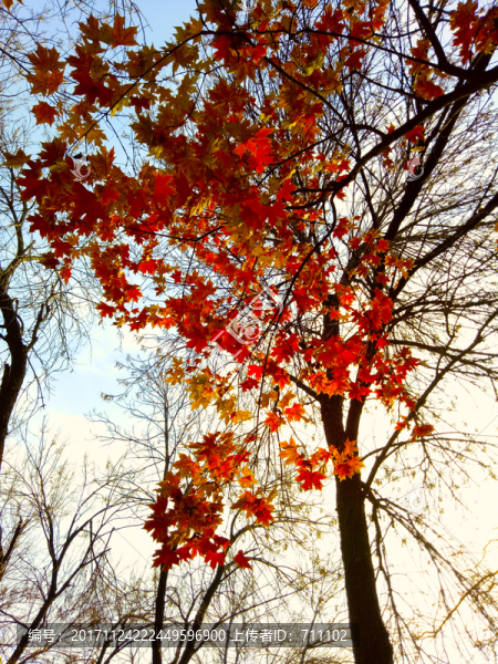 紅楓,紅葉