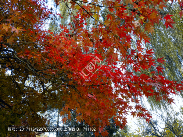 紅楓