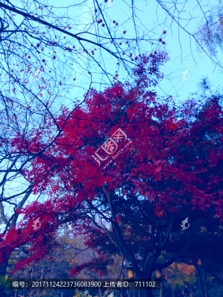 紅楓