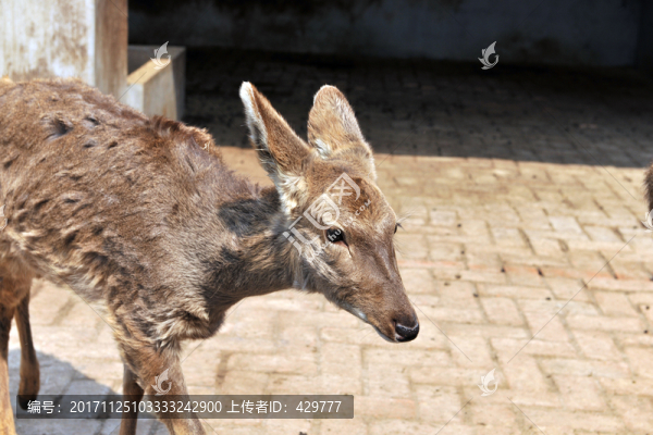 鹿園