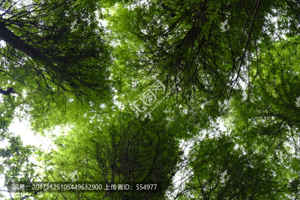 樹林,園林,樹木,森林,自然