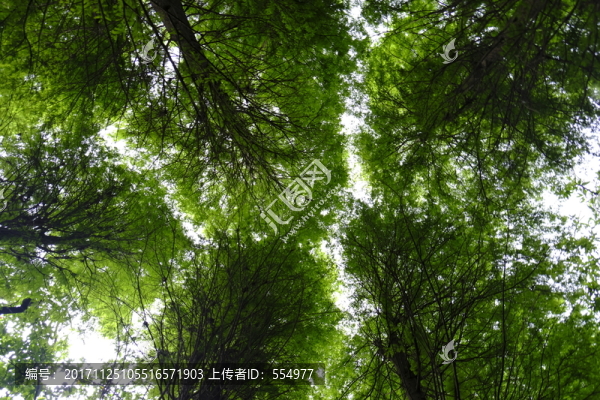 樹林,園林,樹木,森林,自然