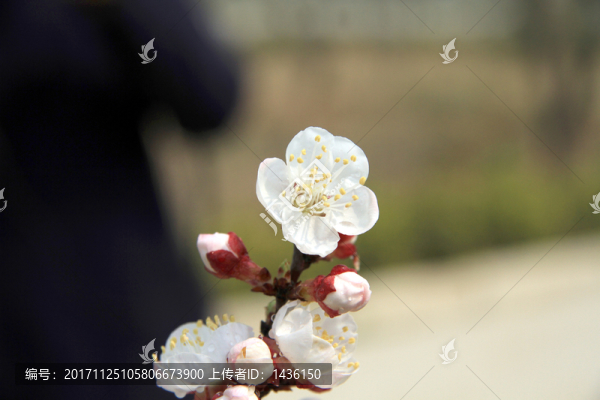白色花,果樹(shù)花