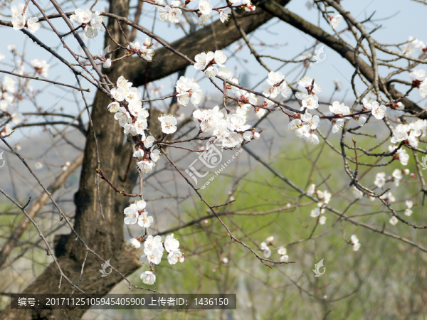 杏花,杏樹