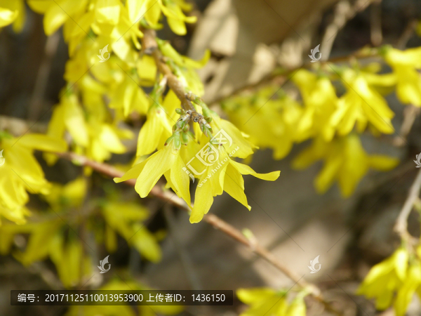迎春花