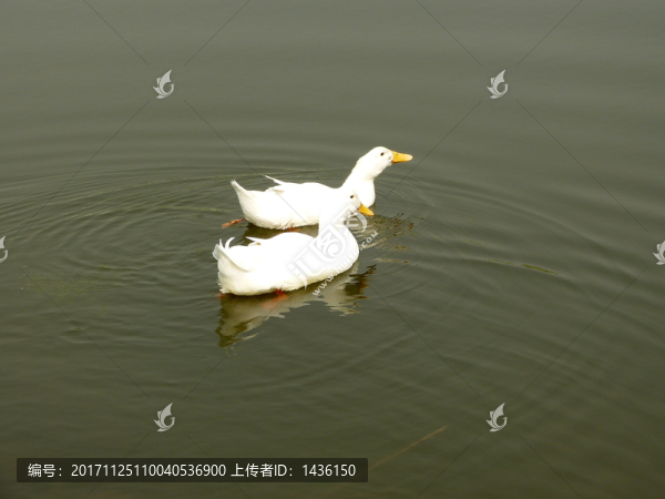 水中白鴨子
