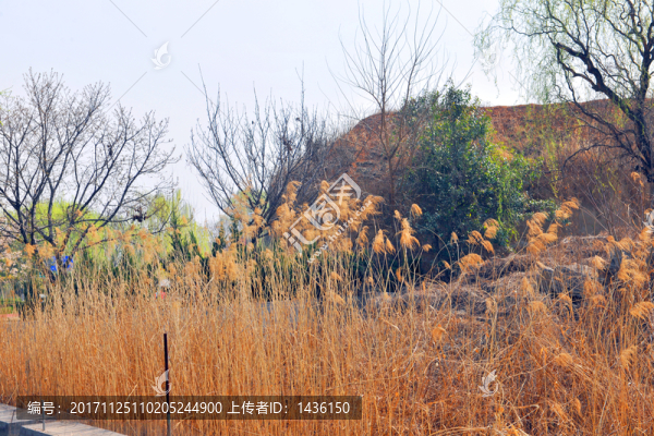 蘆葦,蘆葦花