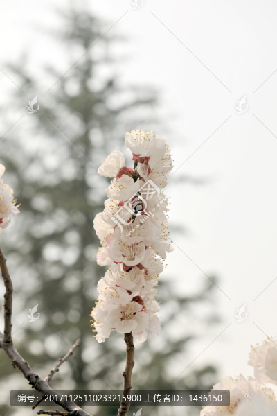 春天果樹開花