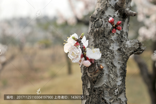 杏花