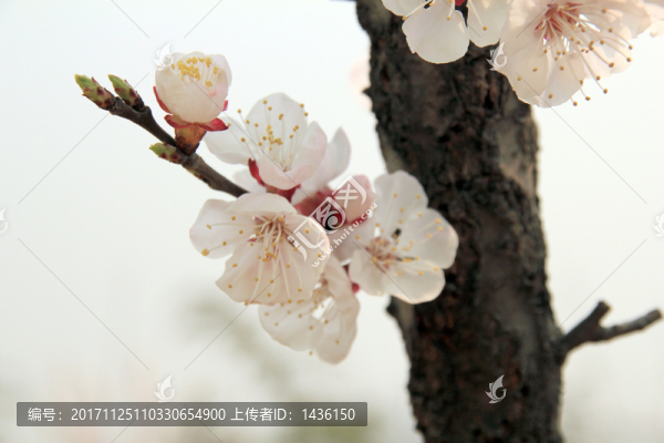 杜杏花