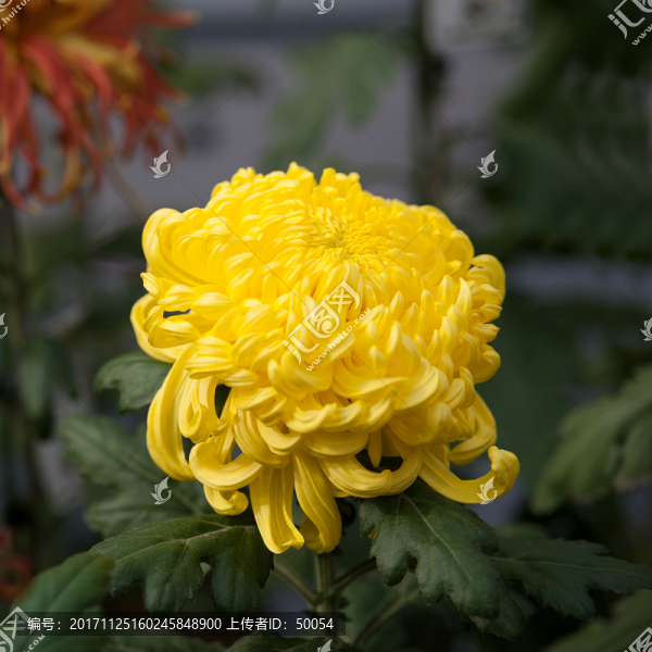 菊花特寫