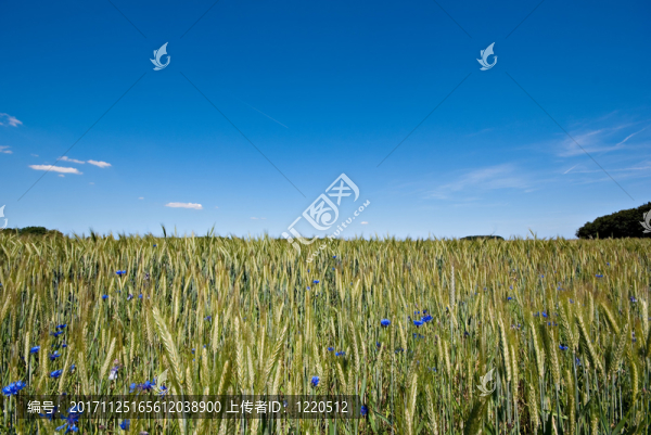 農(nóng)業(yè)